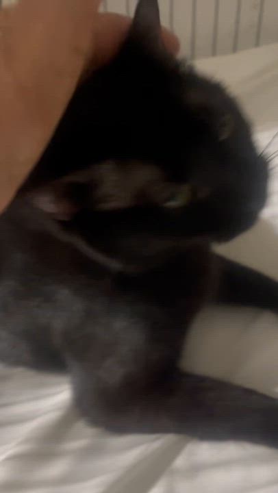 Enlarge Luna, a Adoptable Domestic Short Hair in Parkland, FL video 3/3