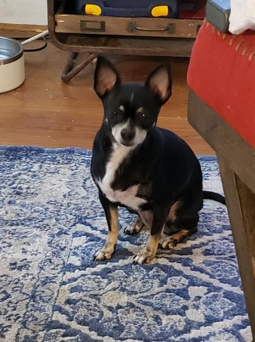 Enlarge Pearl Sky, a Adoptable Chihuahua in Claremont, CA image 1/5