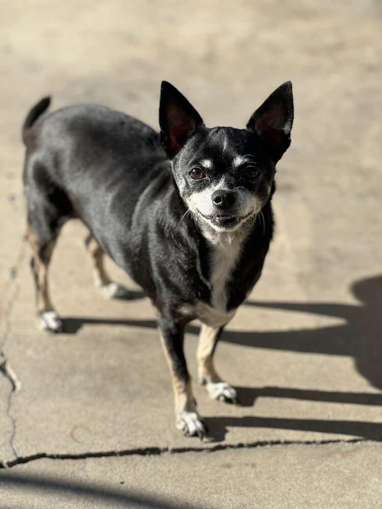 Enlarge Pearl Sky, a Adoptable Chihuahua in Claremont, CA image 2/5