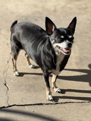 Pearl Sky, Adoptable, Senior Female Chihuahua.