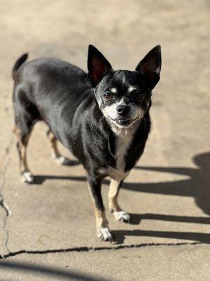 Enlarge Pearl Sky, a Adoptable Chihuahua in Claremont, CA image 3/5