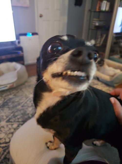 Enlarge Pearl Sky, a Adoptable Chihuahua in Claremont, CA image 4/5