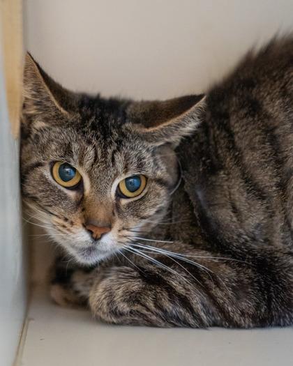 Enlarge Munchie, a Adoptable mixed breed in Pequot Lakes, MN image 1/1