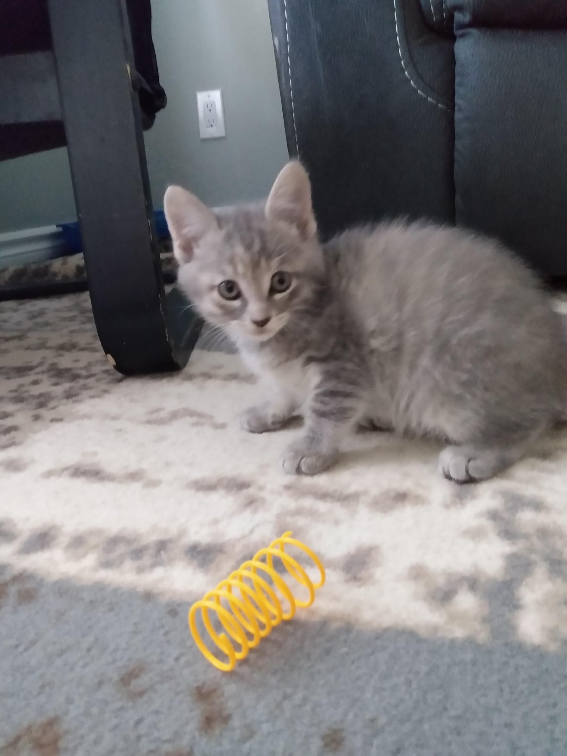 HONEY, Adoptable, Young Female Tabby.