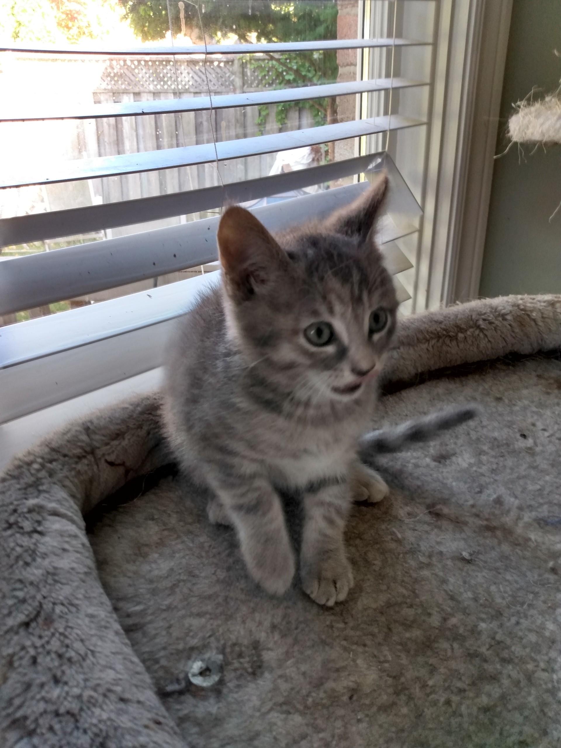 HONEY, a Adoptable mixed breed in Niagara on the Lake, ON image 2/2