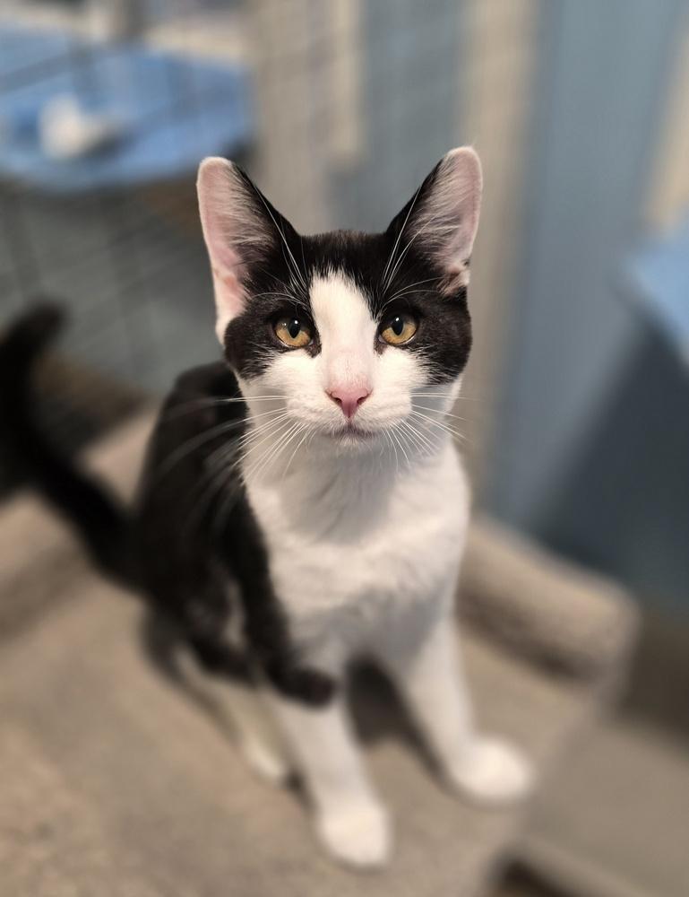 Milky Way, Adoptable, Kitten Male Domestic Short Hair.