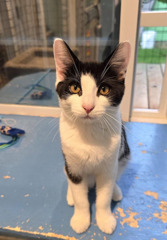 Enlarge Milky Way, a Adoptable mixed breed in Vancouver, WA image 2/2