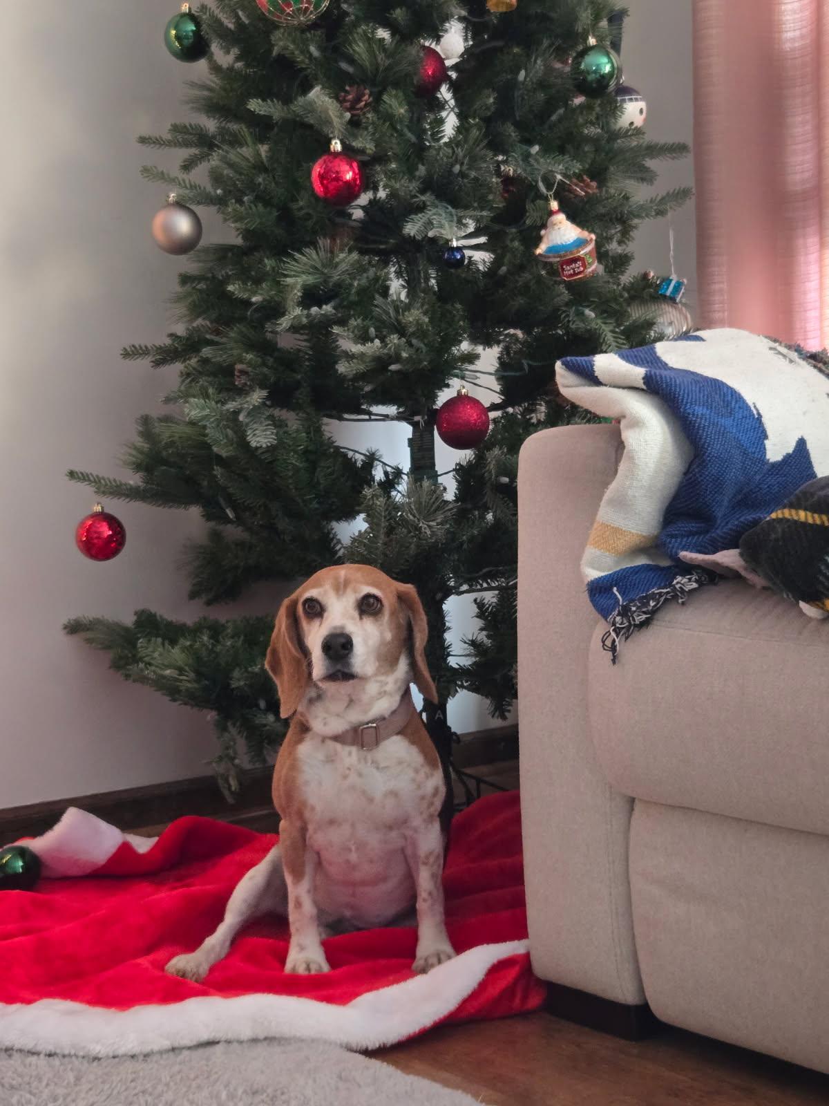 Lucy D1992, a ADOPTABLE Beagle in Hayes, VA image 3/5