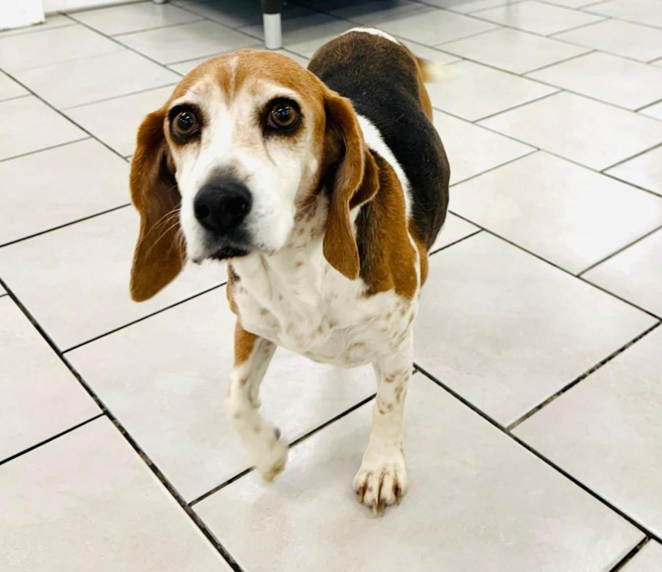 Lucy D1992, ADOPTABLE, Adult Female Beagle.