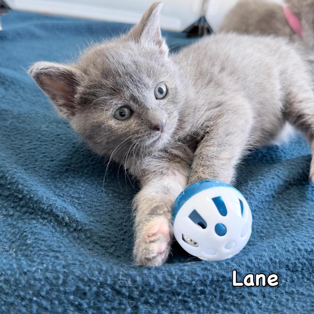Lane, Adoptable, Kitten Female Domestic Short Hair.