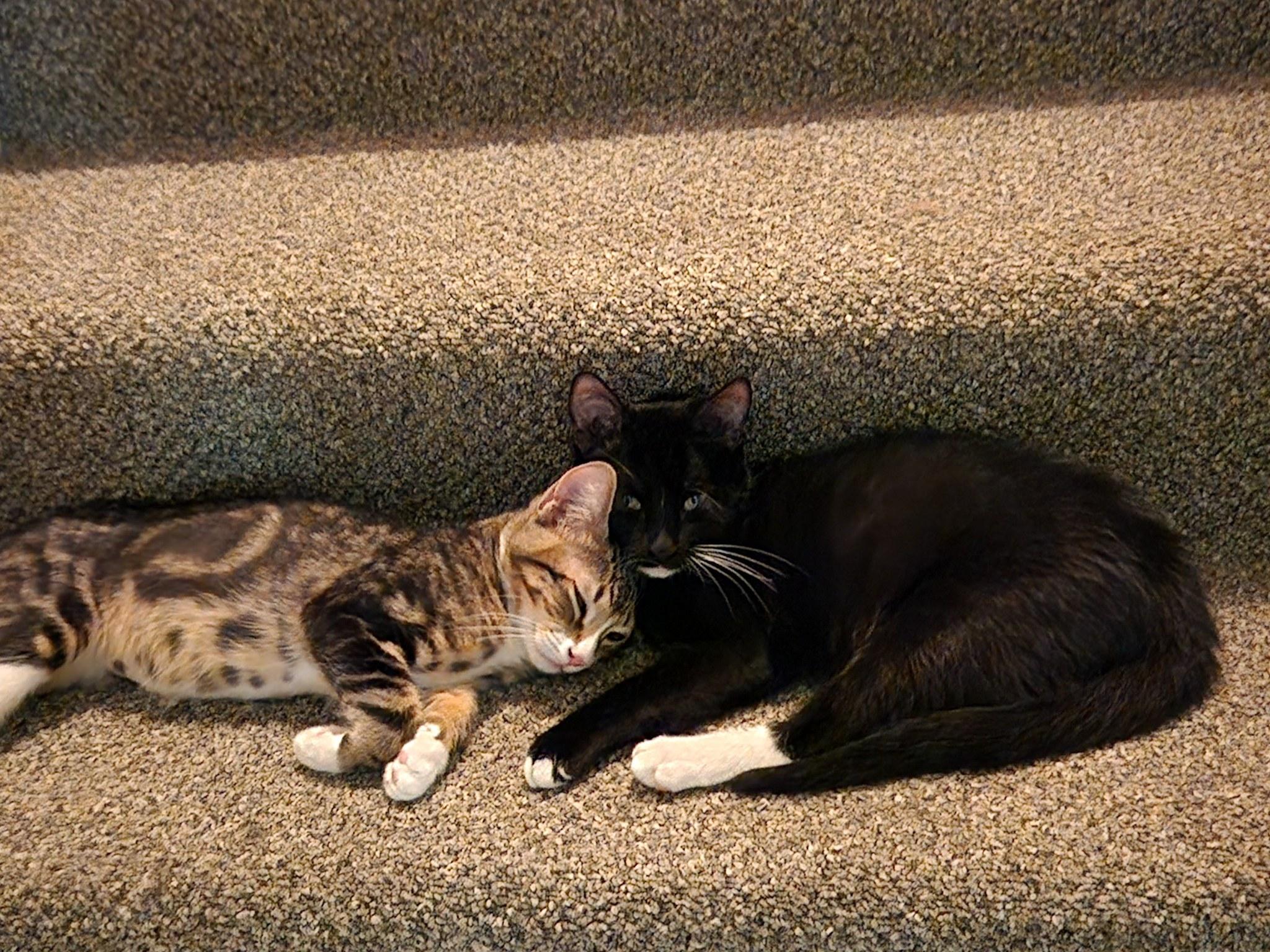 Checkers, adopted, Kitten Male Domestic Short Hair.