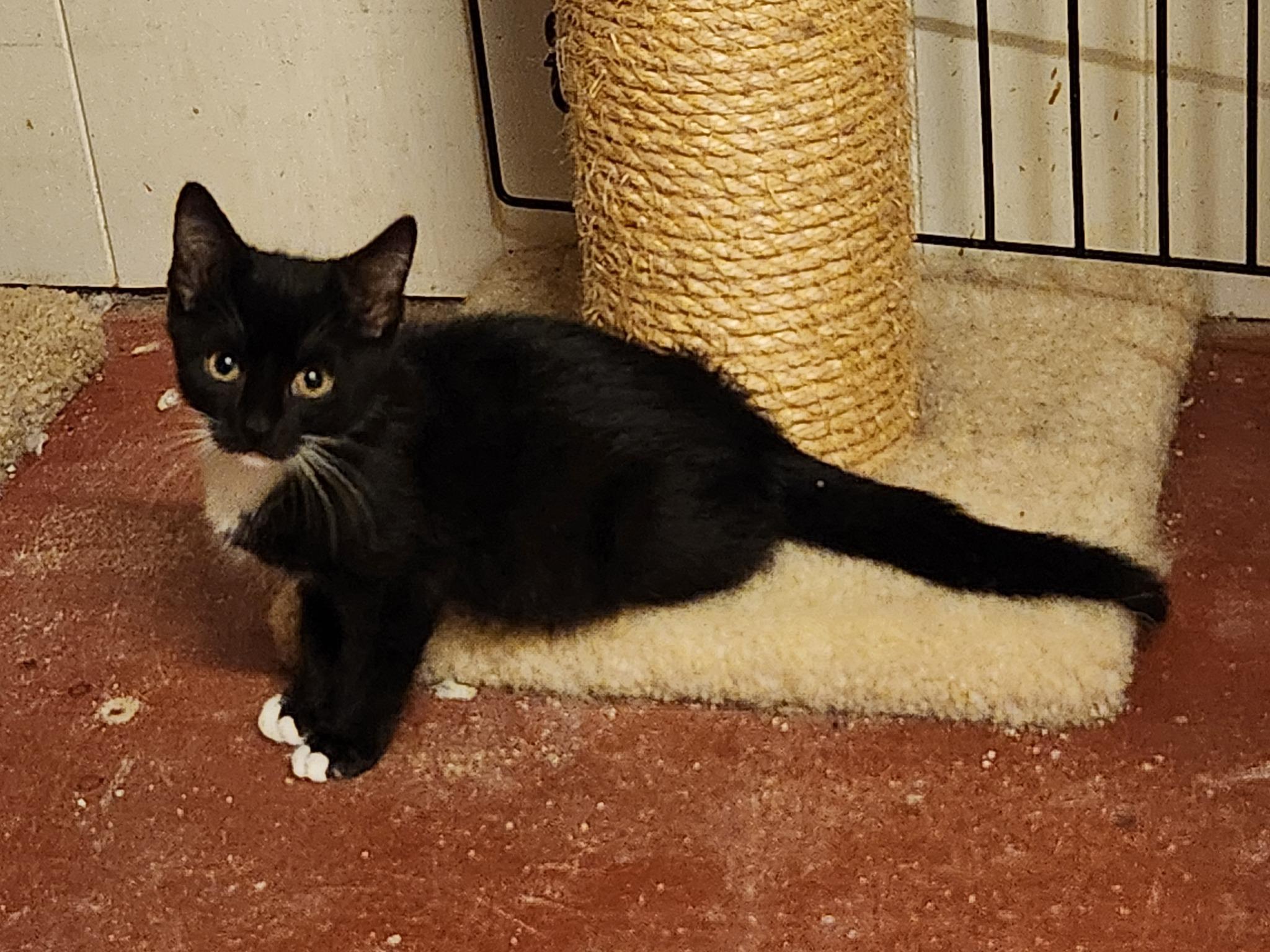 Enlarge Checkers, an adopted Domestic Short Hair in Watkinsville, GA image 2/5