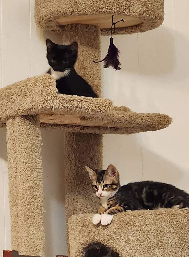 Enlarge Checkers, an adopted Domestic Short Hair in Watkinsville, GA image 5/5