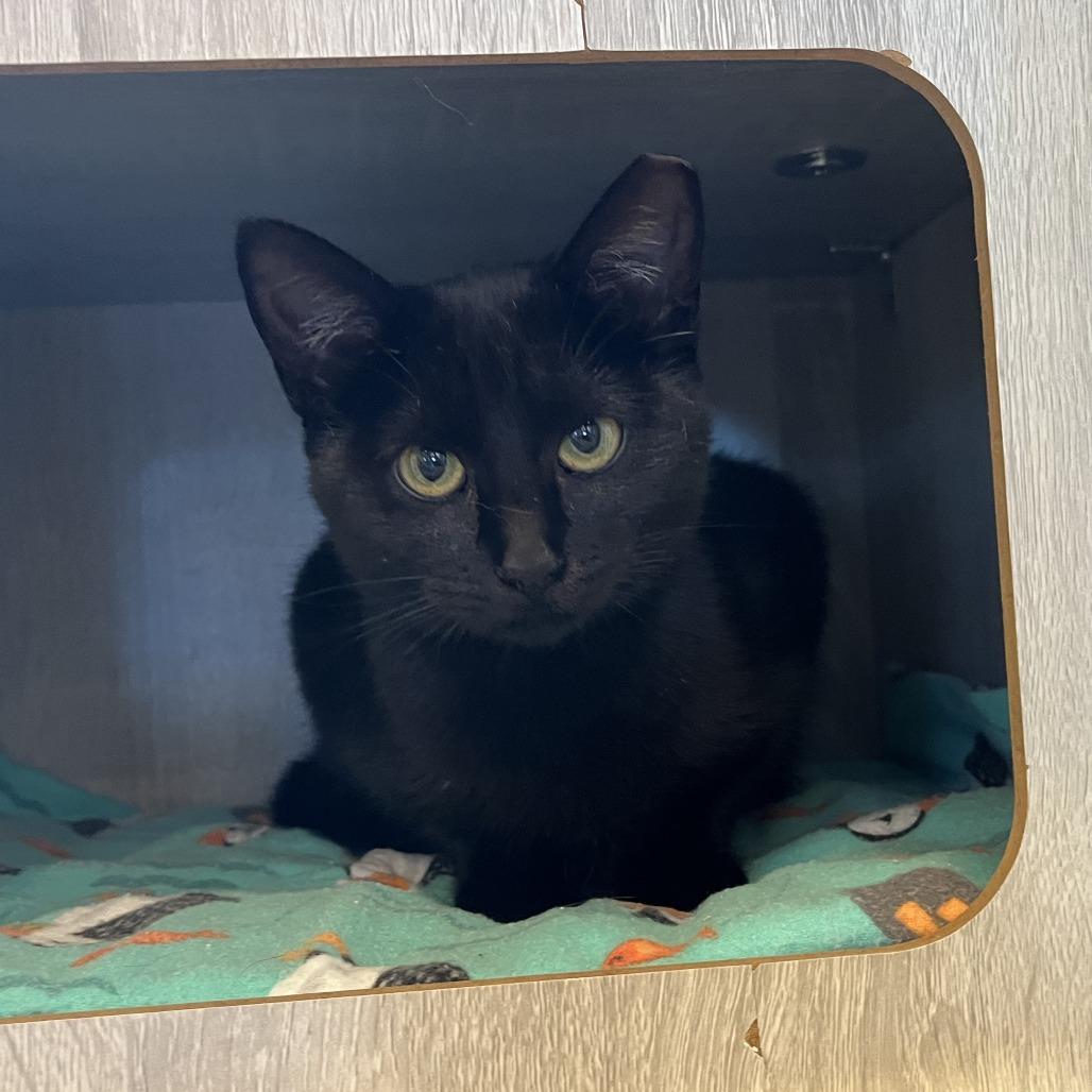 Mystic, a Adoptable Domestic Short Hair in Folsom, LA image 1/3