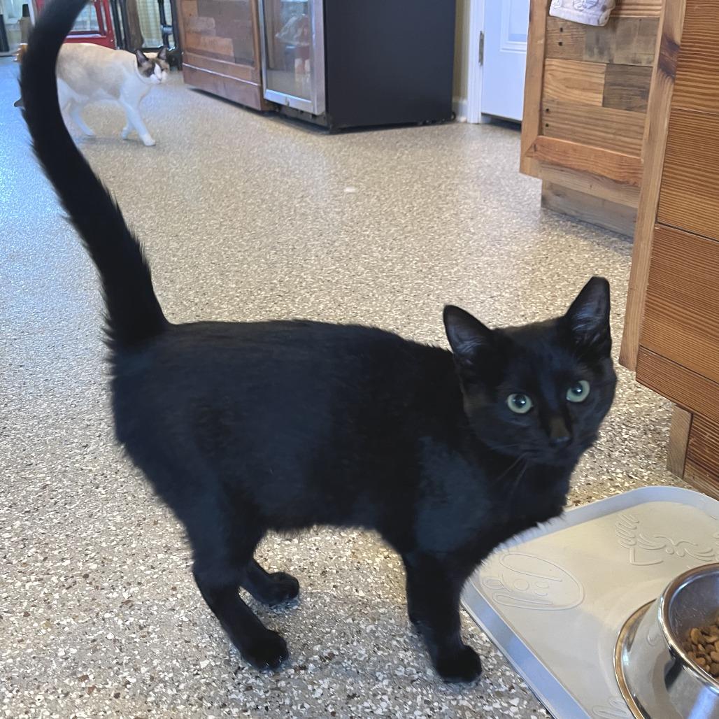 Mystic, a Adoptable Domestic Short Hair in Folsom, LA image 1/3