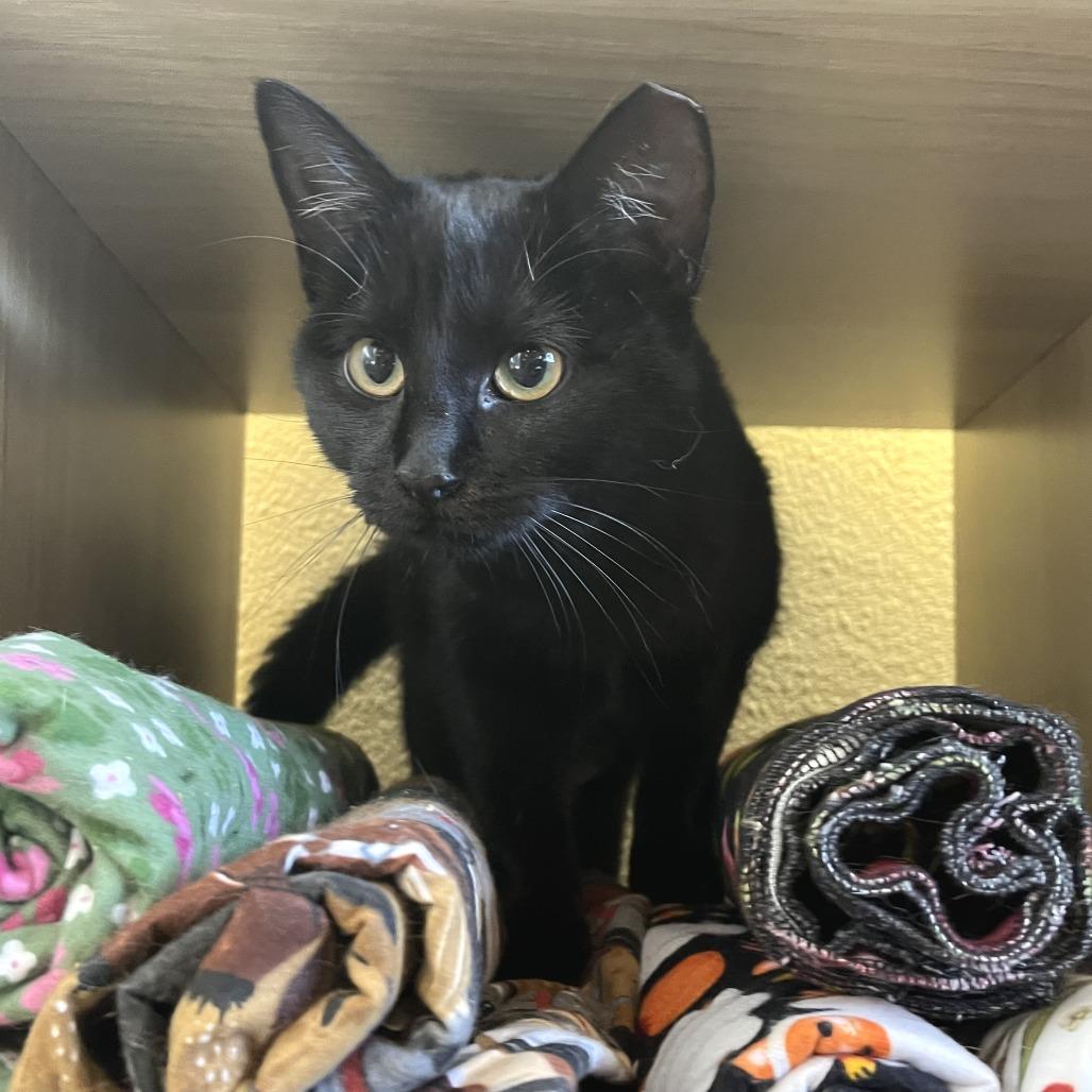 Mystic, a Adoptable Domestic Short Hair in Folsom, LA image 3/3