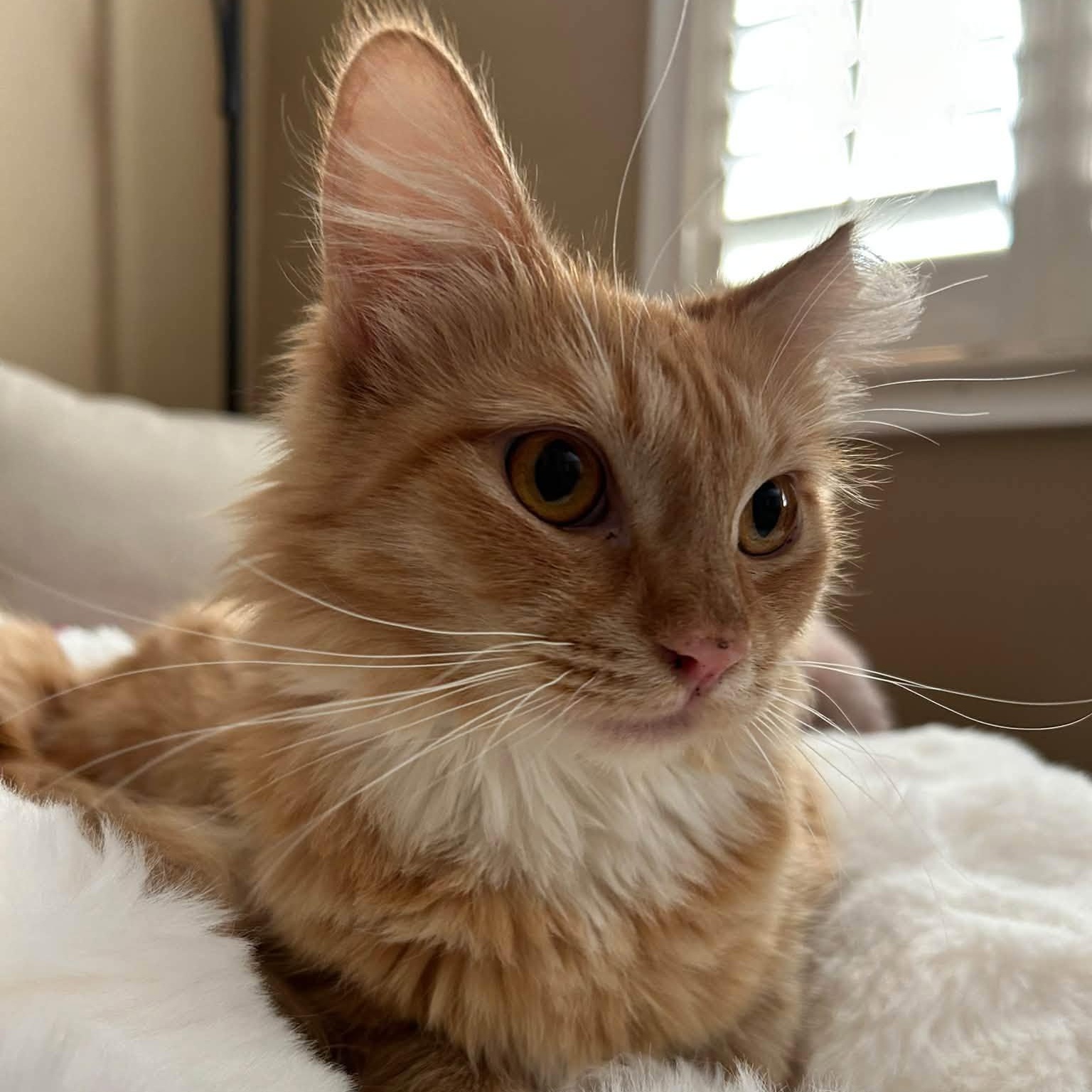 Enlarge Roxy, a Adopted Domestic Long Hair in Queen Creek, AZ image 5/6