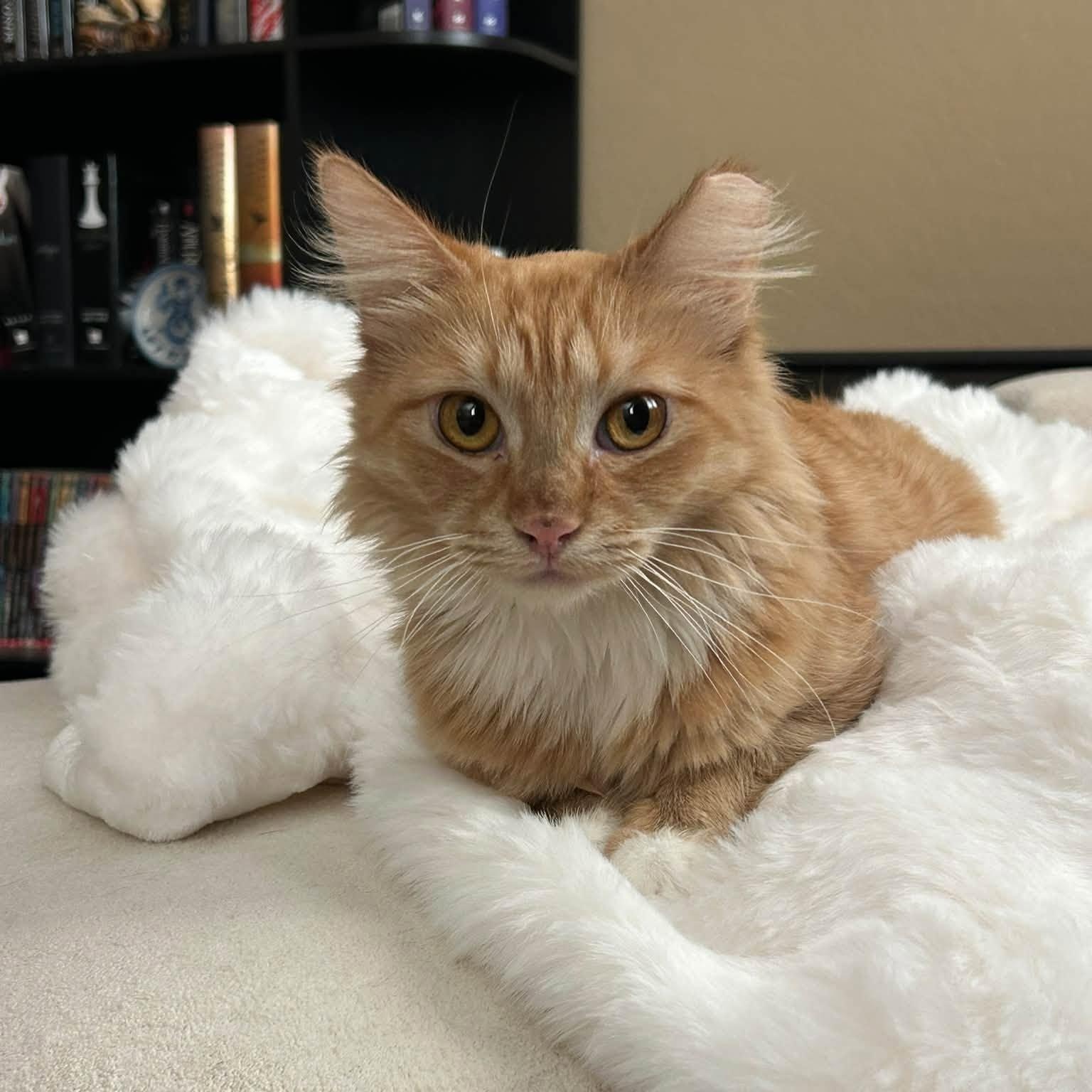 Enlarge Roxy, a Adopted Domestic Long Hair in Queen Creek, AZ image 4/6