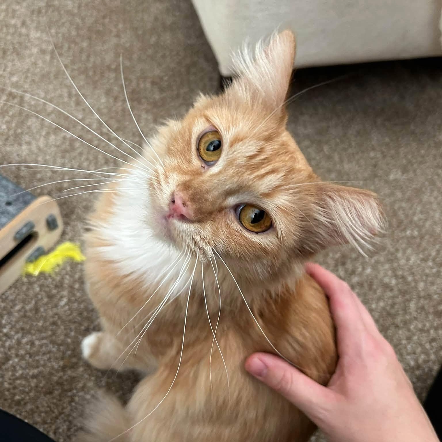 Enlarge Roxy, a Adopted Domestic Long Hair in Queen Creek, AZ image 2/6