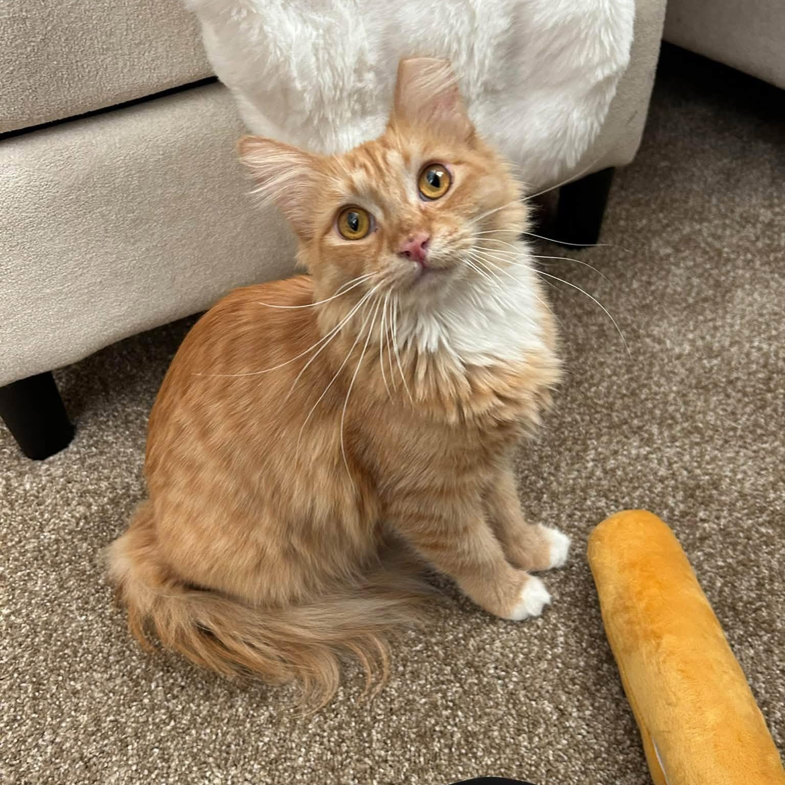Roxy, Adopted, Kitten Female Domestic Long Hair.
