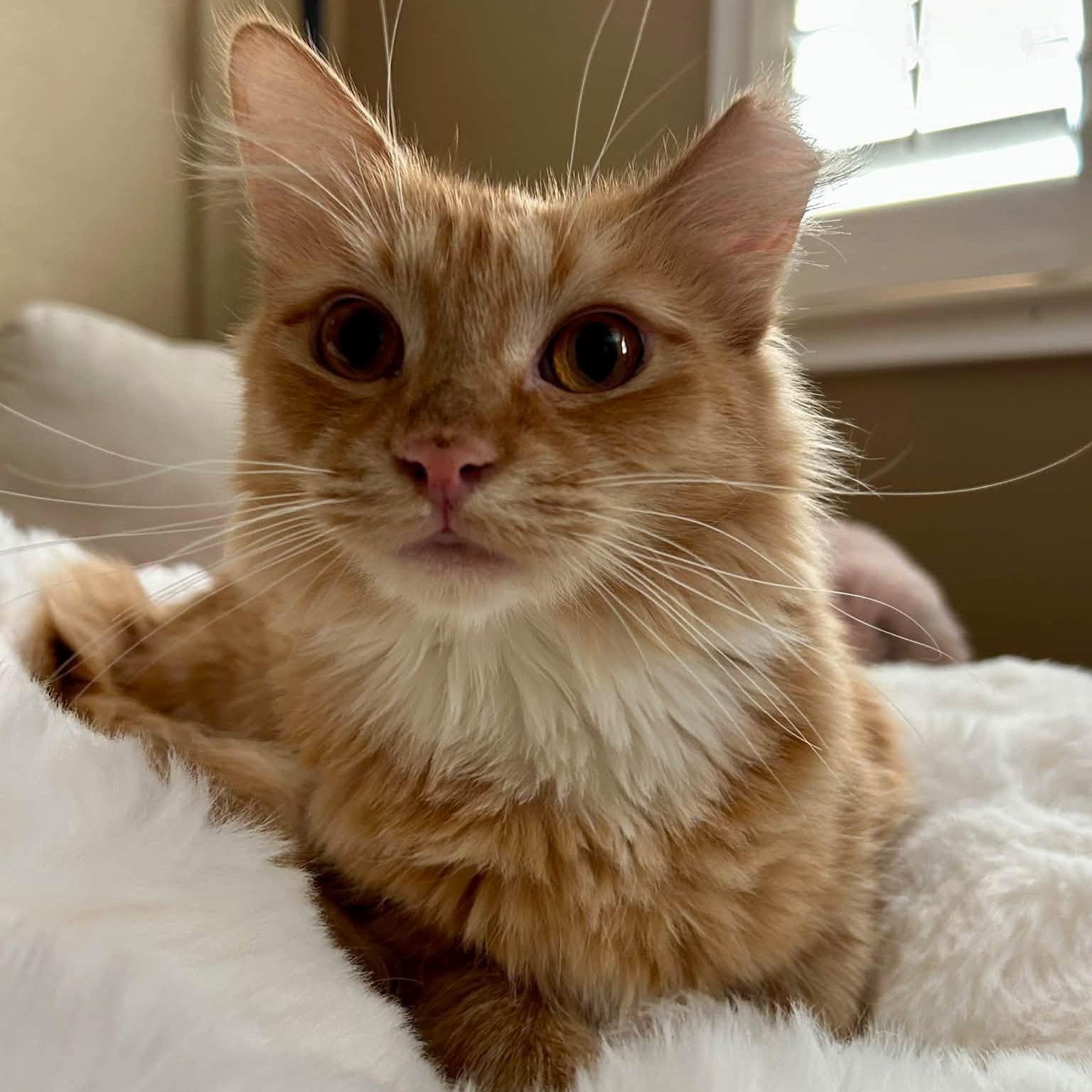 Enlarge Roxy, a Adopted Domestic Long Hair in Queen Creek, AZ image 3/6