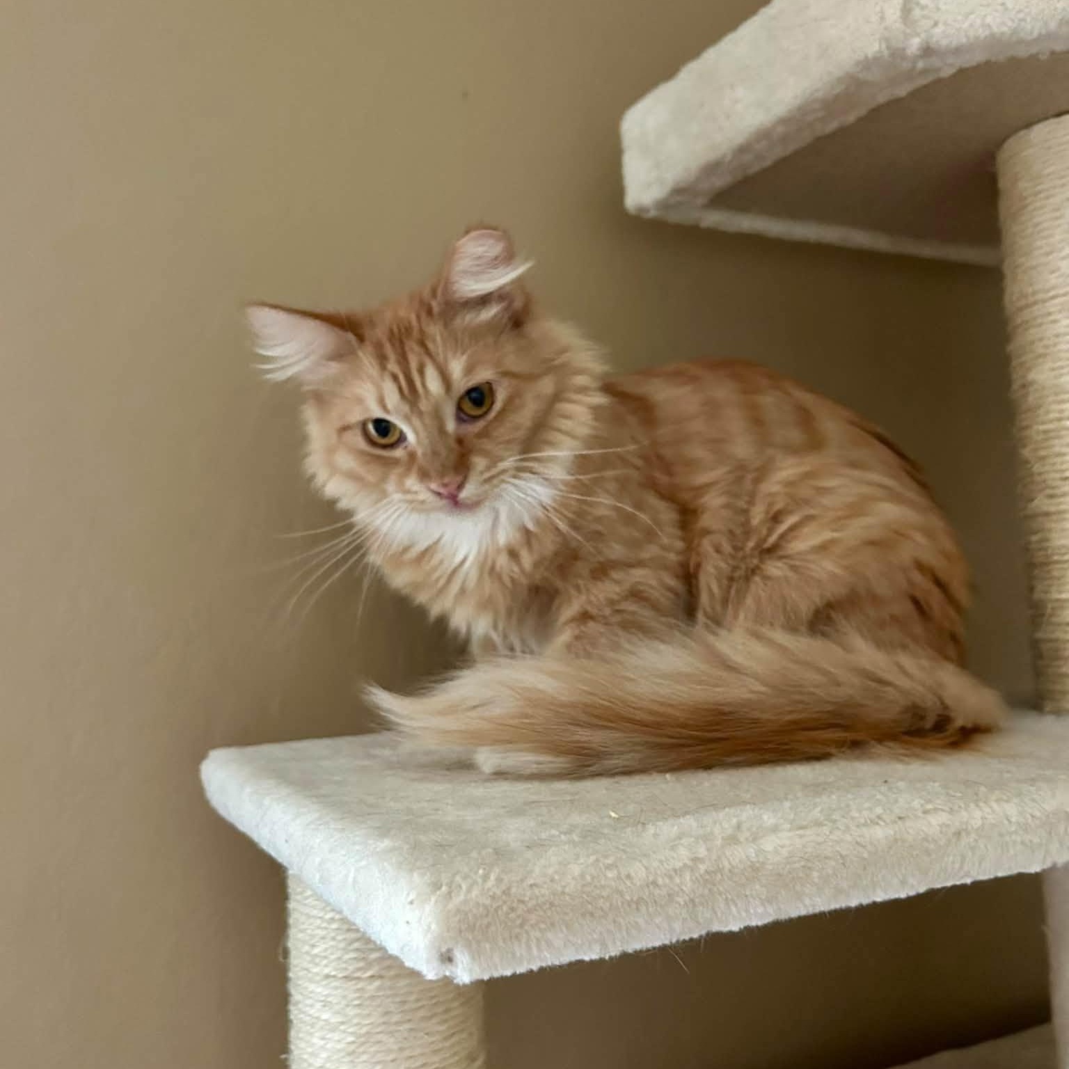 Enlarge Roxy, a Adopted Domestic Long Hair in Queen Creek, AZ image 6/6