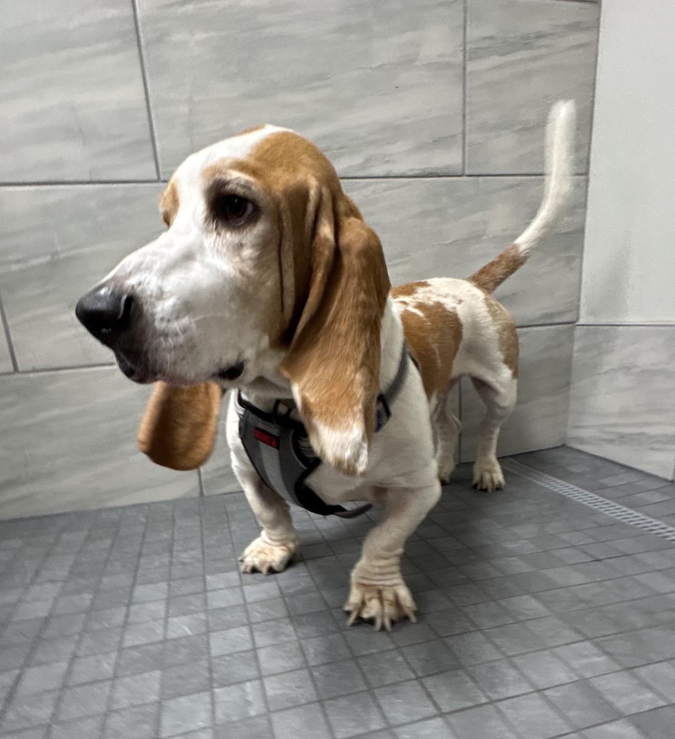 Enlarge Clyde Basset, a Adopted Basset Hound in TULSA, OK image 1/6