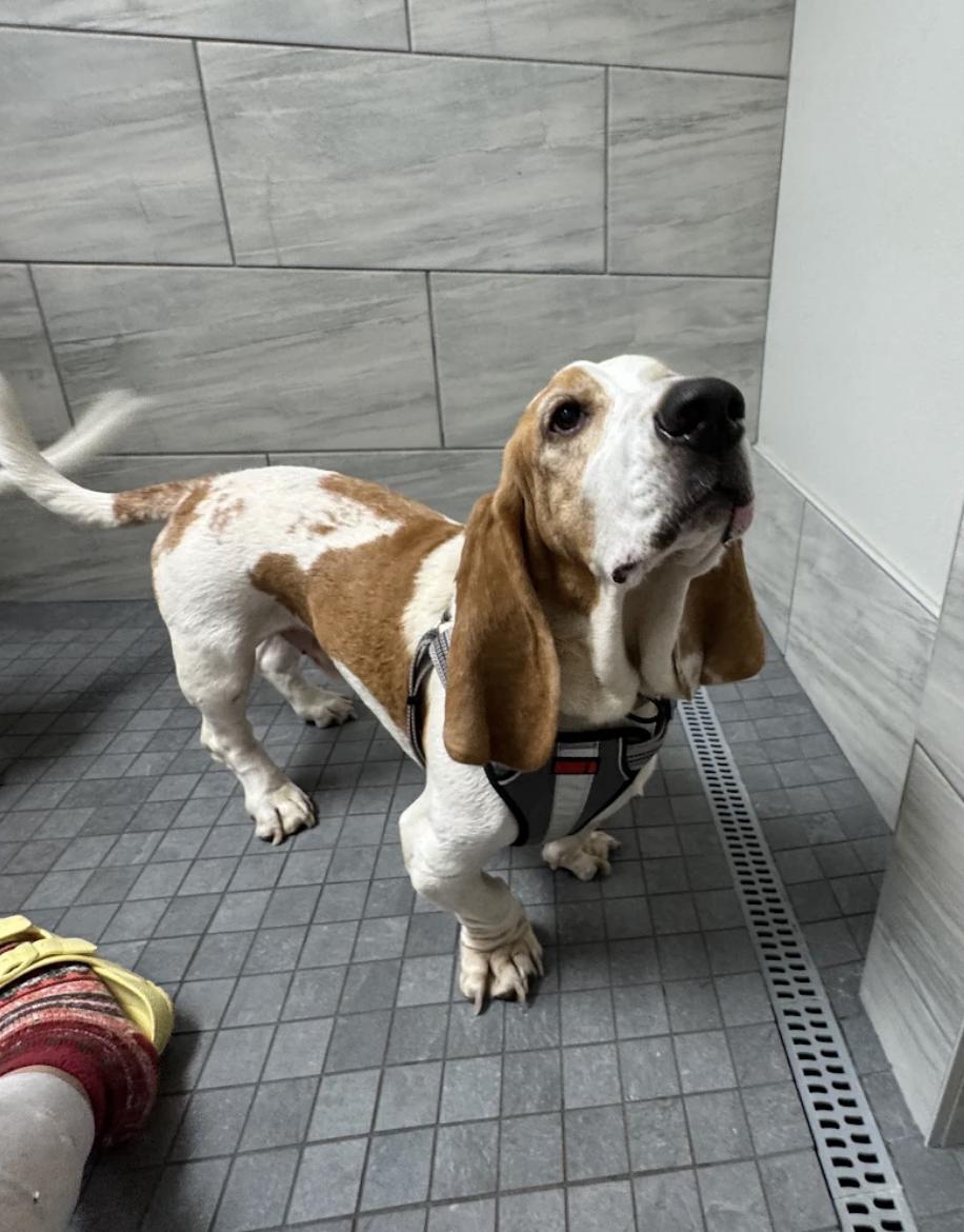 Enlarge Clyde Basset, a Adopted Basset Hound in TULSA, OK image 2/6