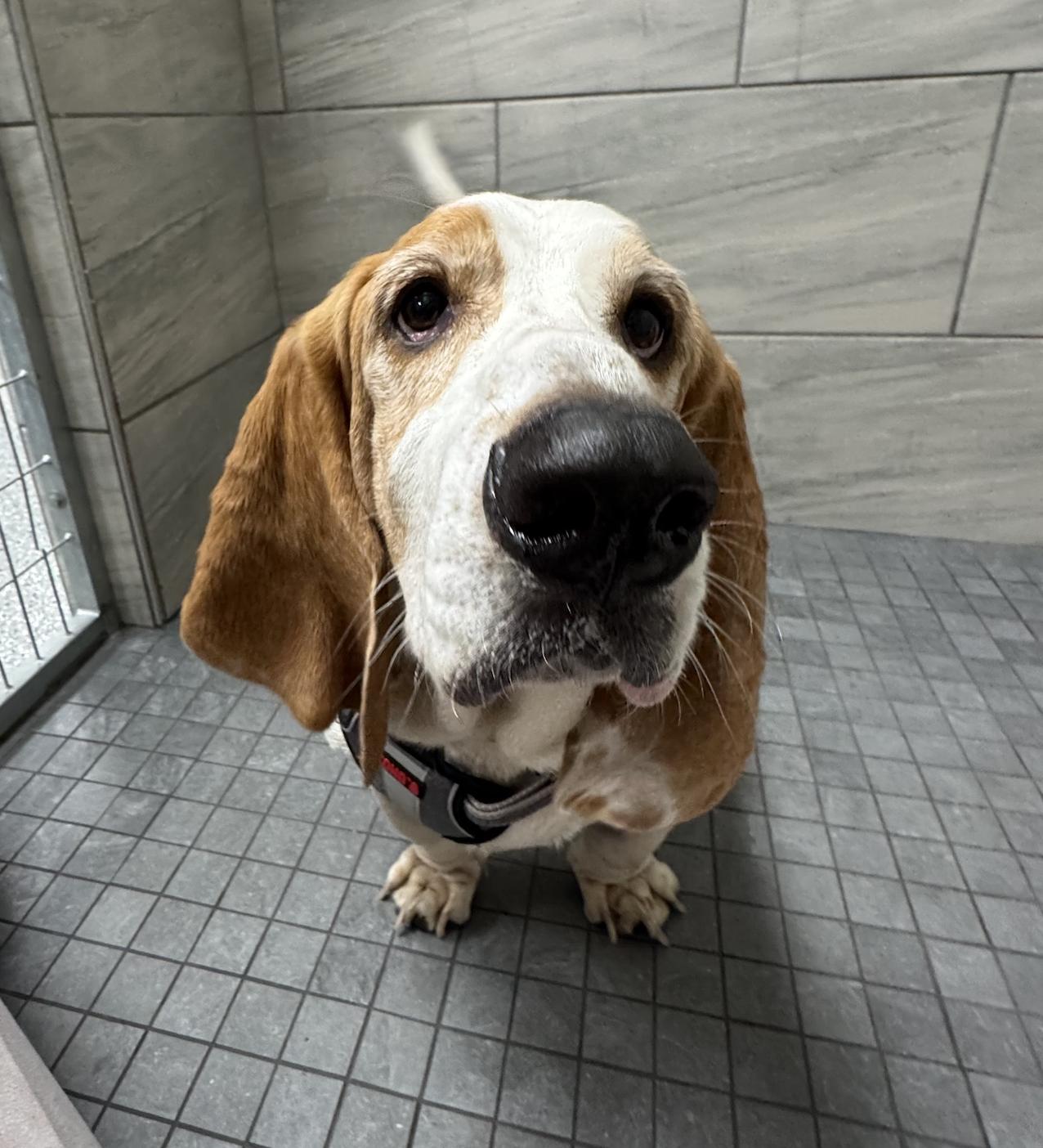 Enlarge Clyde Basset, a Adopted Basset Hound in TULSA, OK image 3/6