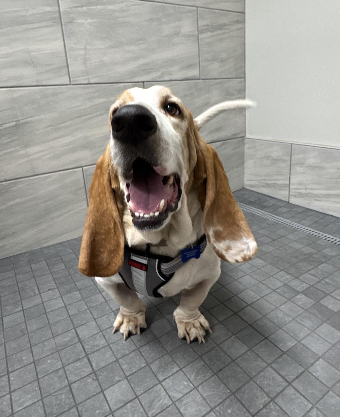 Enlarge Clyde Basset, a Adopted Basset Hound in TULSA, OK image 4/6