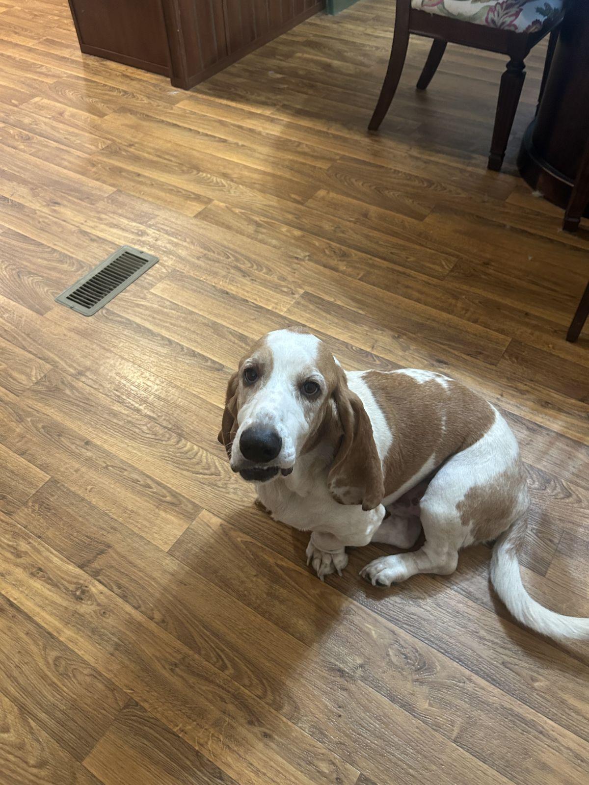 Enlarge Clyde Basset, a Adopted Basset Hound in TULSA, OK image 5/6