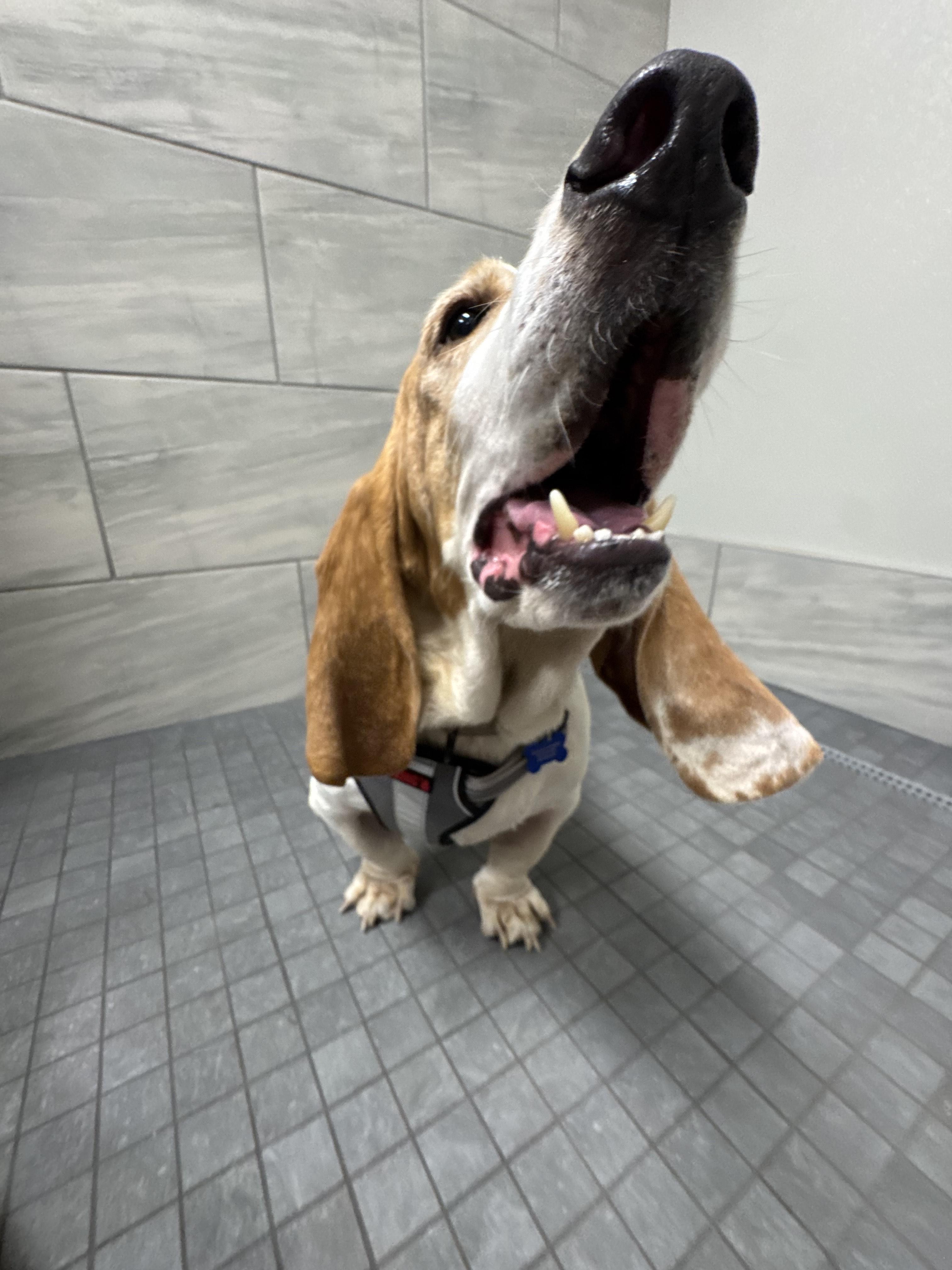 Enlarge Clyde Basset, a Adopted Basset Hound in TULSA, OK image 6/6