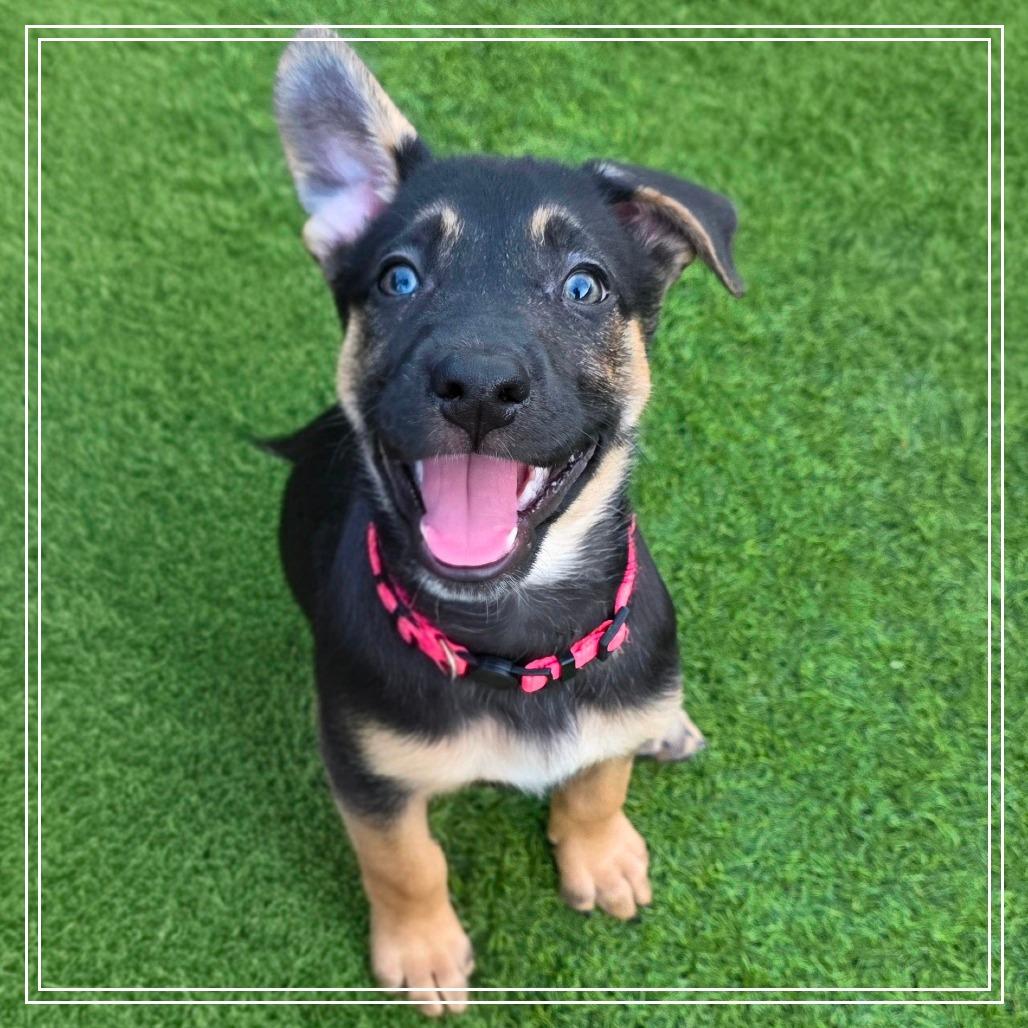 Salsa, Adoptable, Puppy Female Shepherd & Mixed Breed.