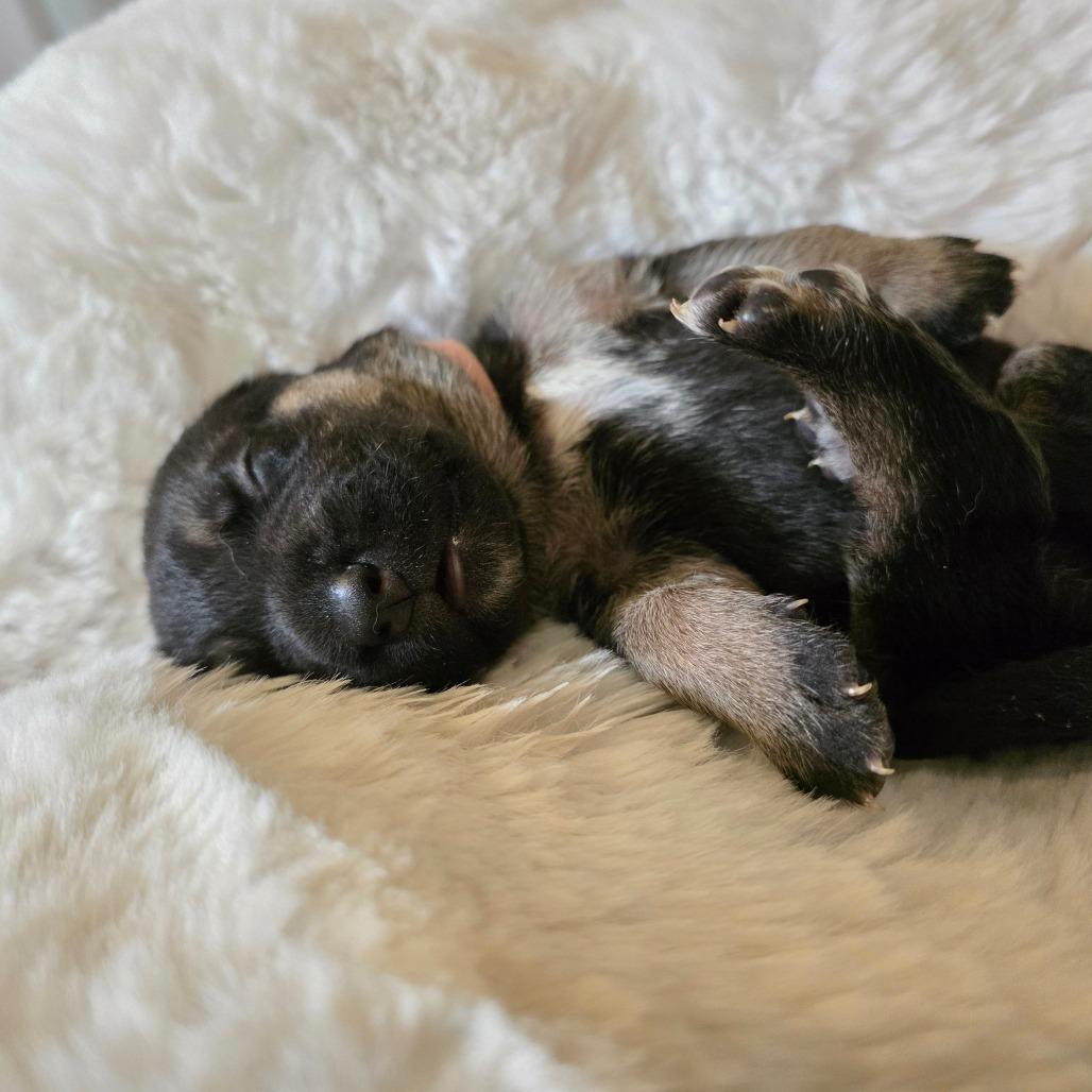 Enlarge Salsa, a Adoptable mixed breed in Chandler, AZ image 2/6