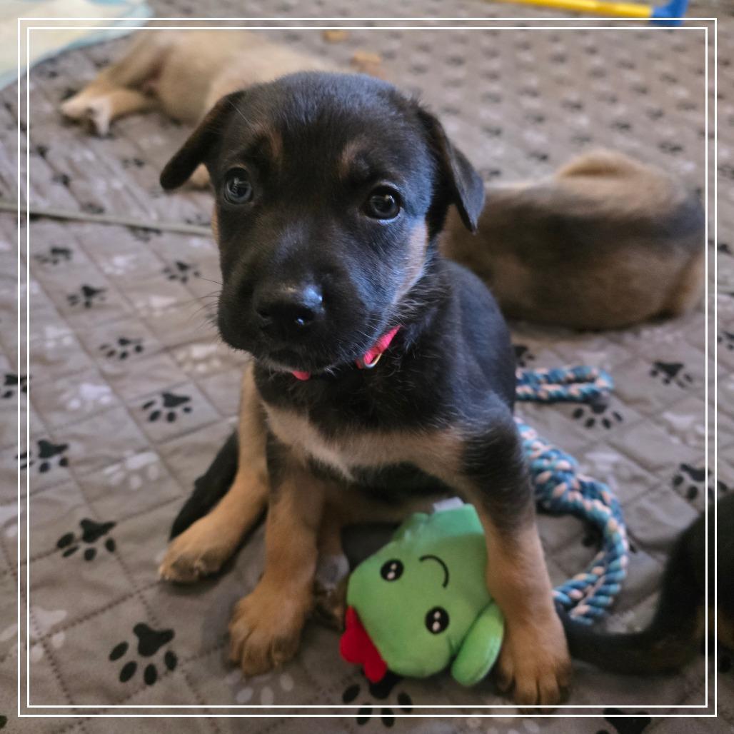 Enlarge Salsa, a Adoptable mixed breed in Chandler, AZ image 3/6