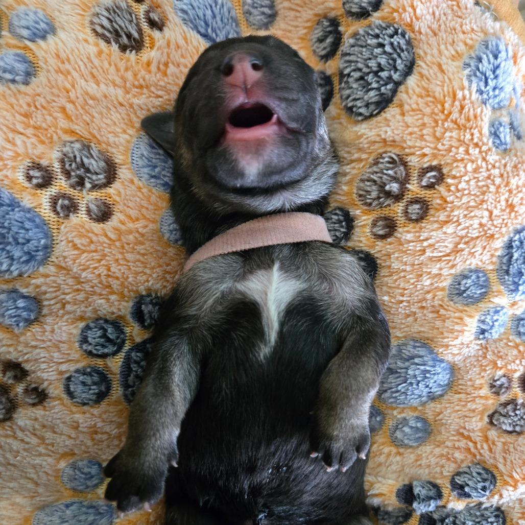 Enlarge Salsa, a Adoptable mixed breed in Chandler, AZ image 4/6