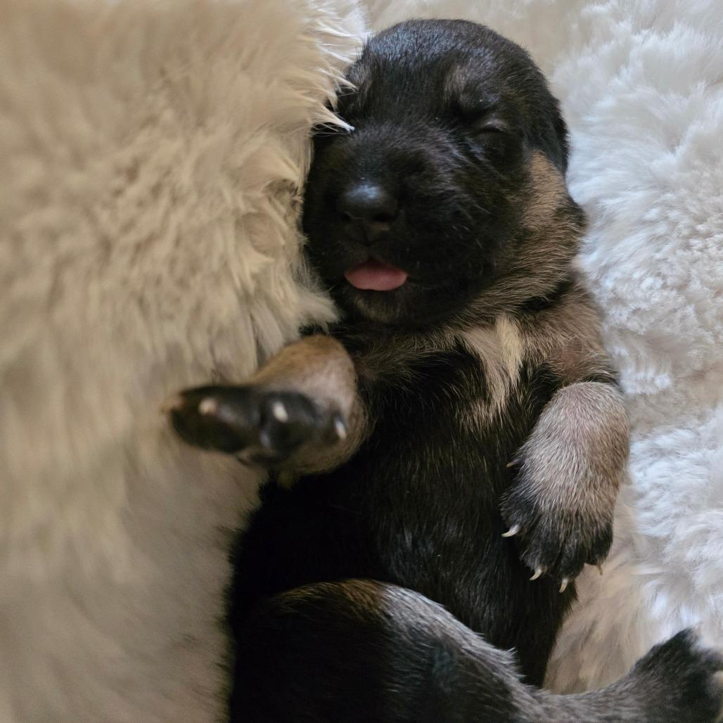 Enlarge Salsa, a Adoptable mixed breed in Chandler, AZ image 5/6
