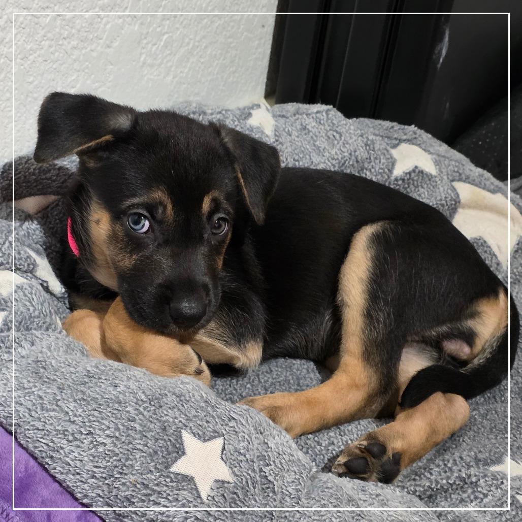 Enlarge Salsa, a Adoptable mixed breed in Chandler, AZ image 6/6