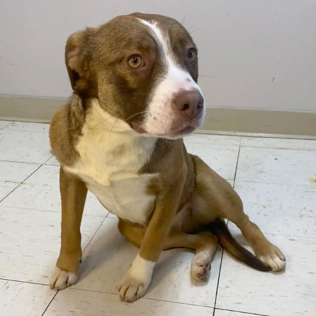 Enlarge Lucy, a Adoptable Shepherd in Jacksonville, AR image 2/4