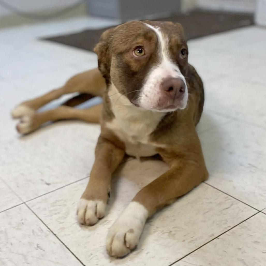 Enlarge Lucy, a Adoptable Shepherd in Jacksonville, AR image 3/4