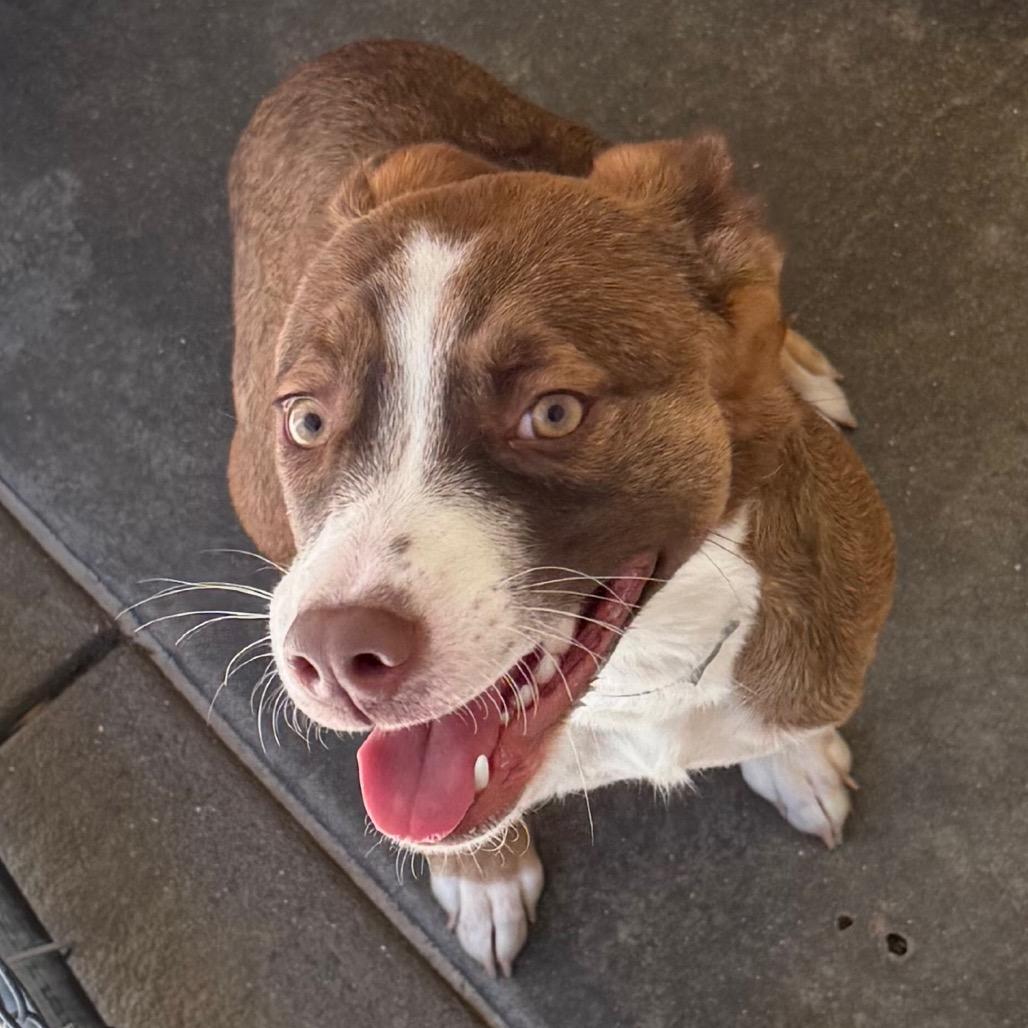 Enlarge Lucy, a Adoptable Shepherd in Jacksonville, AR image 1/1