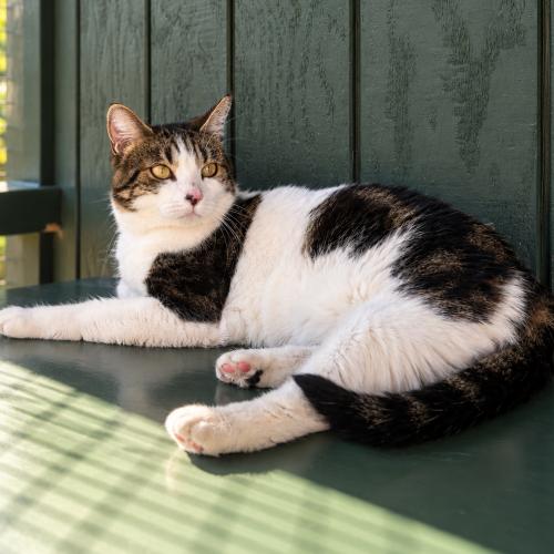 Ren, Adoptable, Adult Female Domestic Short Hair.