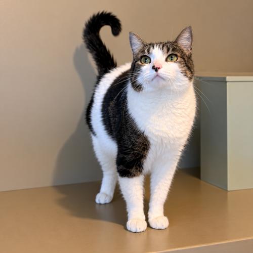 Ren, Adoptable, Adult Female Domestic Short Hair.