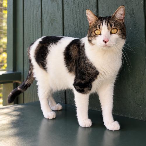 Enlarge Ren, a Adoptable Domestic Short Hair in Lathrop, CA image 3/4
