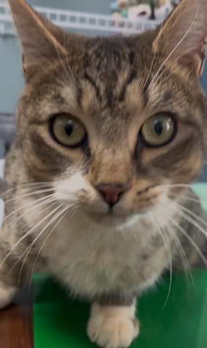 Enlarge 25-174 Justice, a Adoptable Domestic Short Hair in Barnesville, GA image 1/2