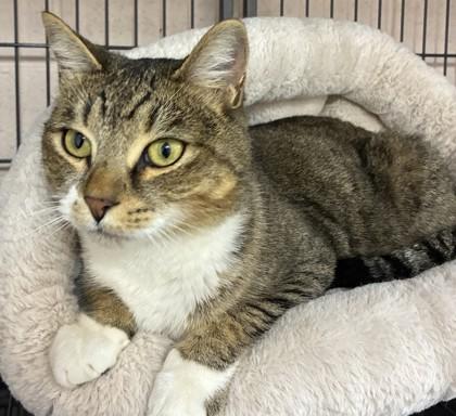 Enlarge 25-174 Justice, a Adoptable Domestic Short Hair in Barnesville, GA image 2/2