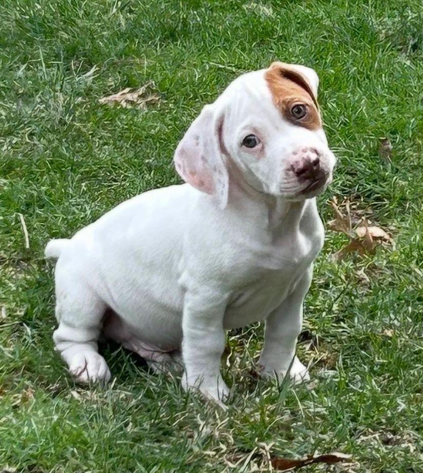 LIL' OTIS (ohiosdrescue@gmail.com), adopted, Puppy Male Basset Hound & Dachshund.