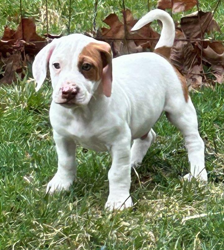 Enlarge LIL' OTIS (ohiosdrescue@gmail.com), an adopted mixed breed in Elyria, OH image 4/4