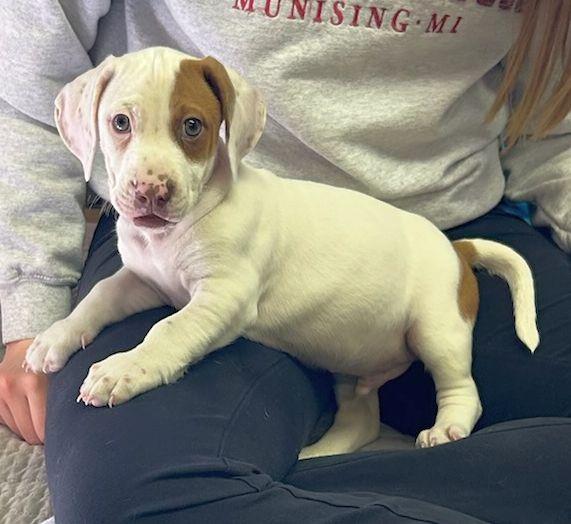 Enlarge LIL' OTIS (ohiosdrescue@gmail.com), an adopted mixed breed in Elyria, OH image 2/4