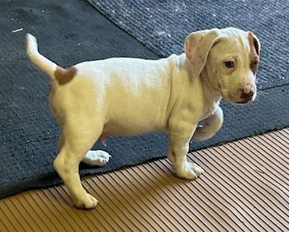 Enlarge LIL' OTIS (ohiosdrescue@gmail.com), an adopted mixed breed in Elyria, OH image 3/4